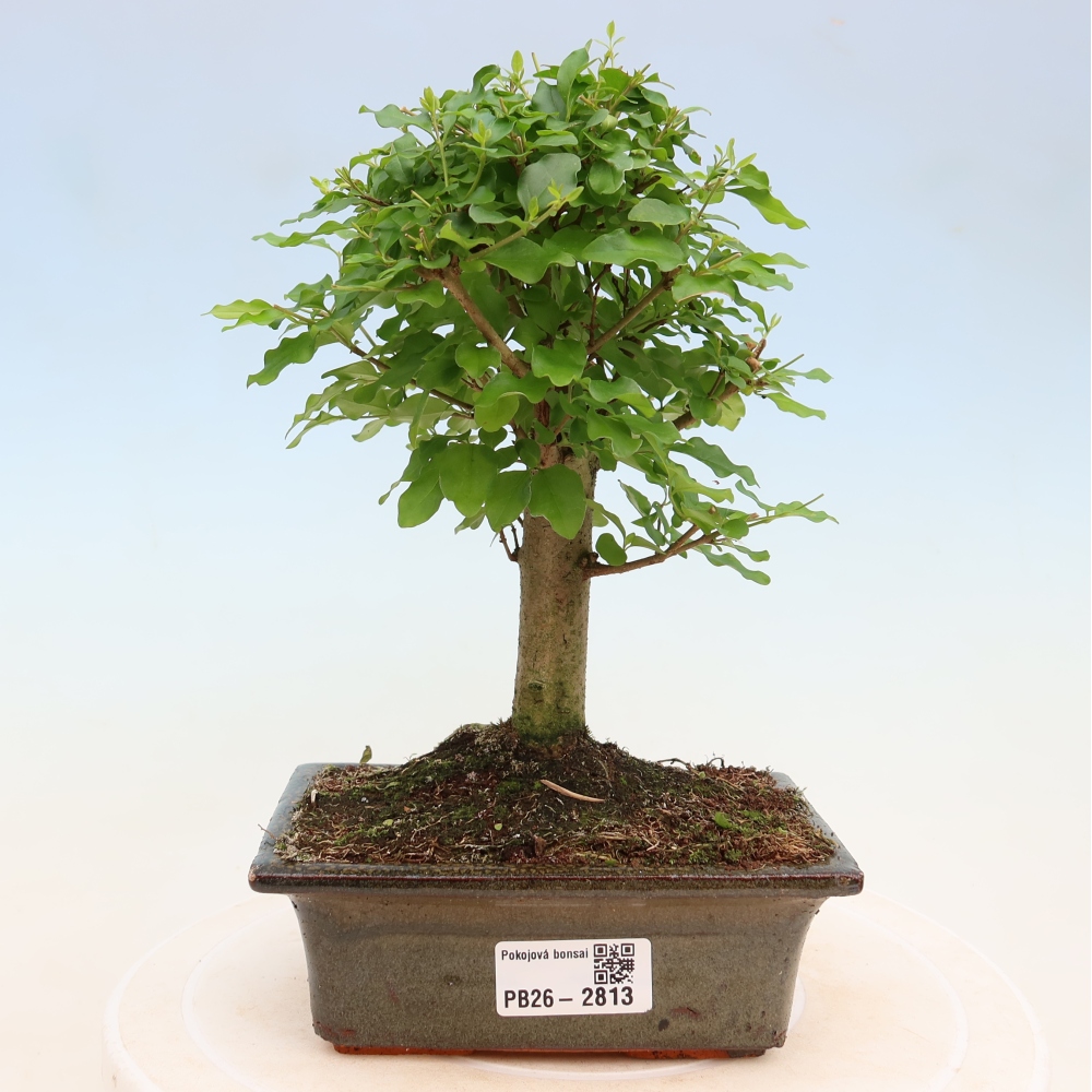 Room bonsai -Ligustrum chinensis - Birds Beak