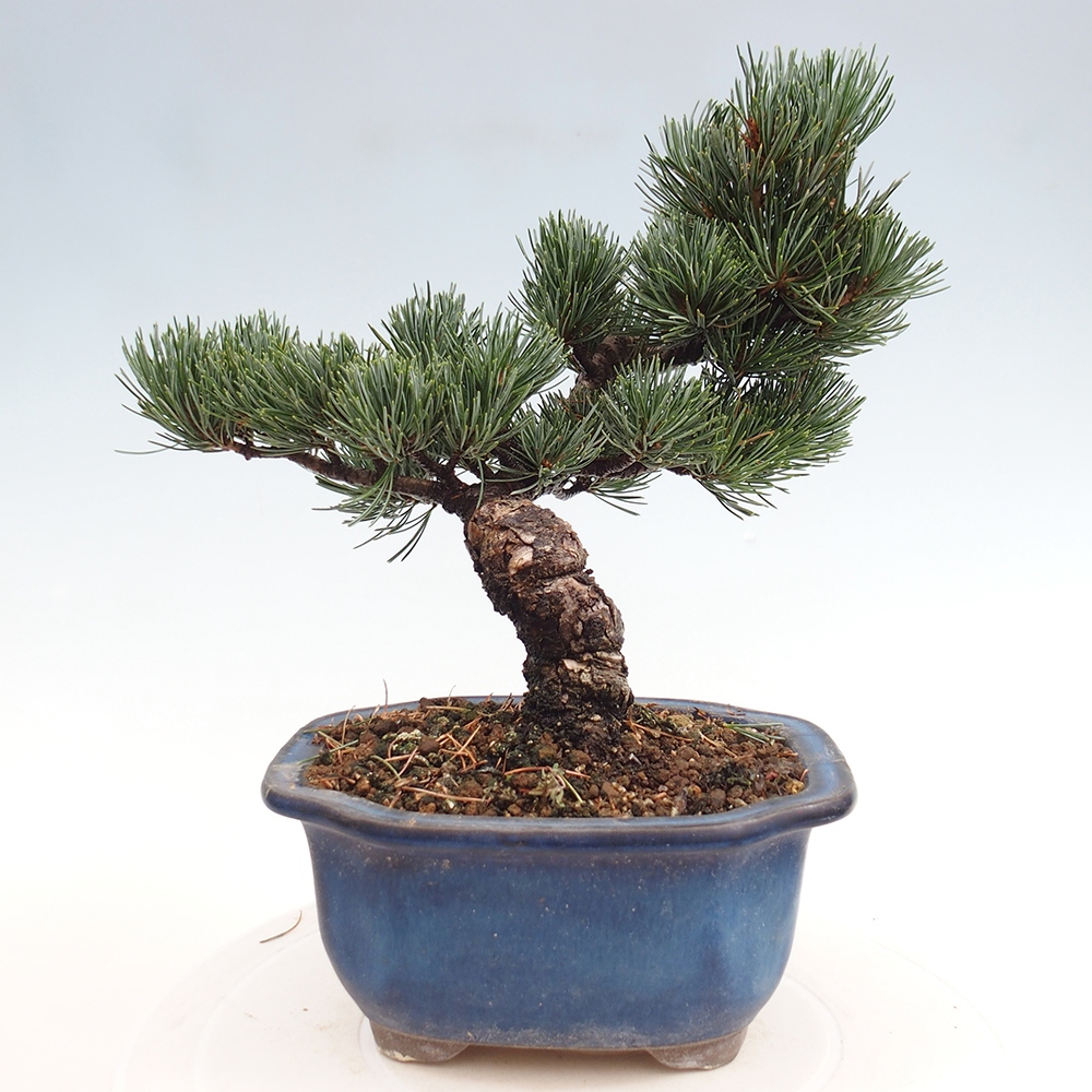 Outdoor bonsai - Pinus parviflora - Small pine tree