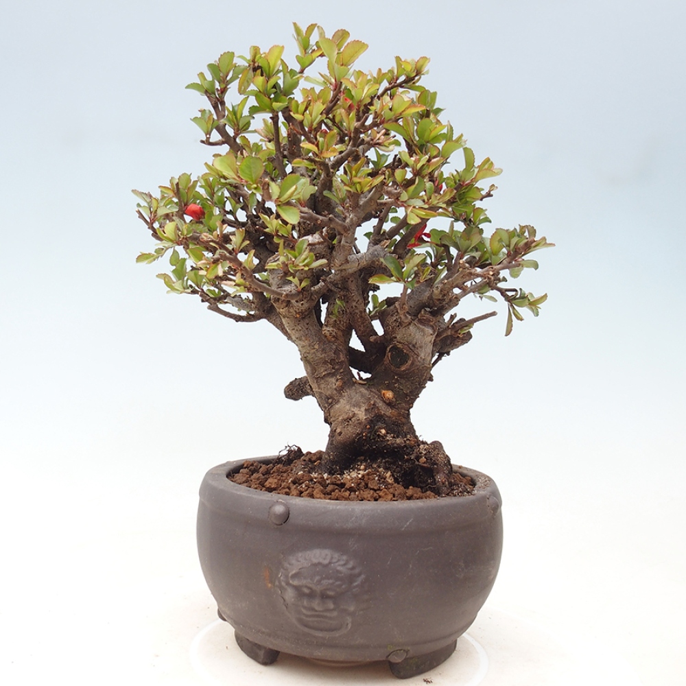 Outdoor bonsai - Chaneomeles speciosa - Quince