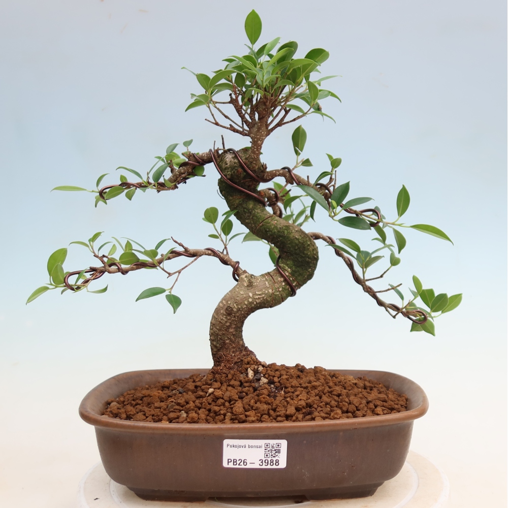 Room bonsai - Ficus kimmen - small-leaved ficus