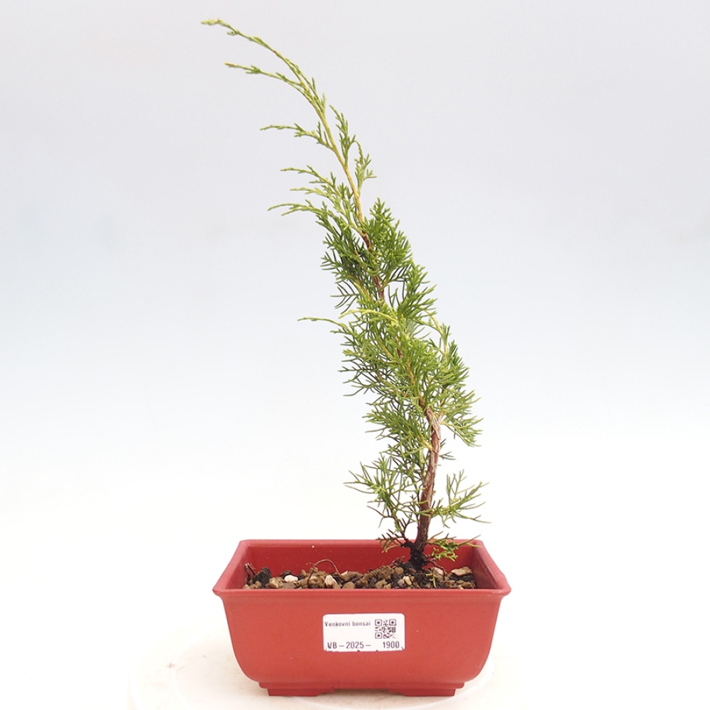 Outdoor bonsai - Juniperus chinensis Itoigawa - Chinese juniper