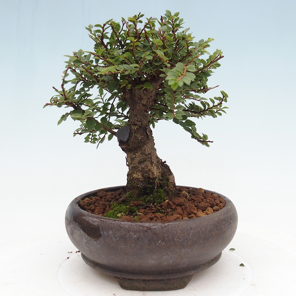 Outdoor bonsai - Ulmus parvifolia Hokkaido - Chinese elm