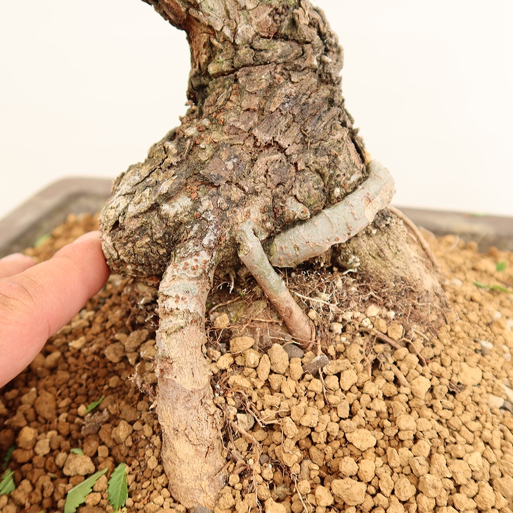 Outdoor bonsai - Zelkova - Zelkova NIRE