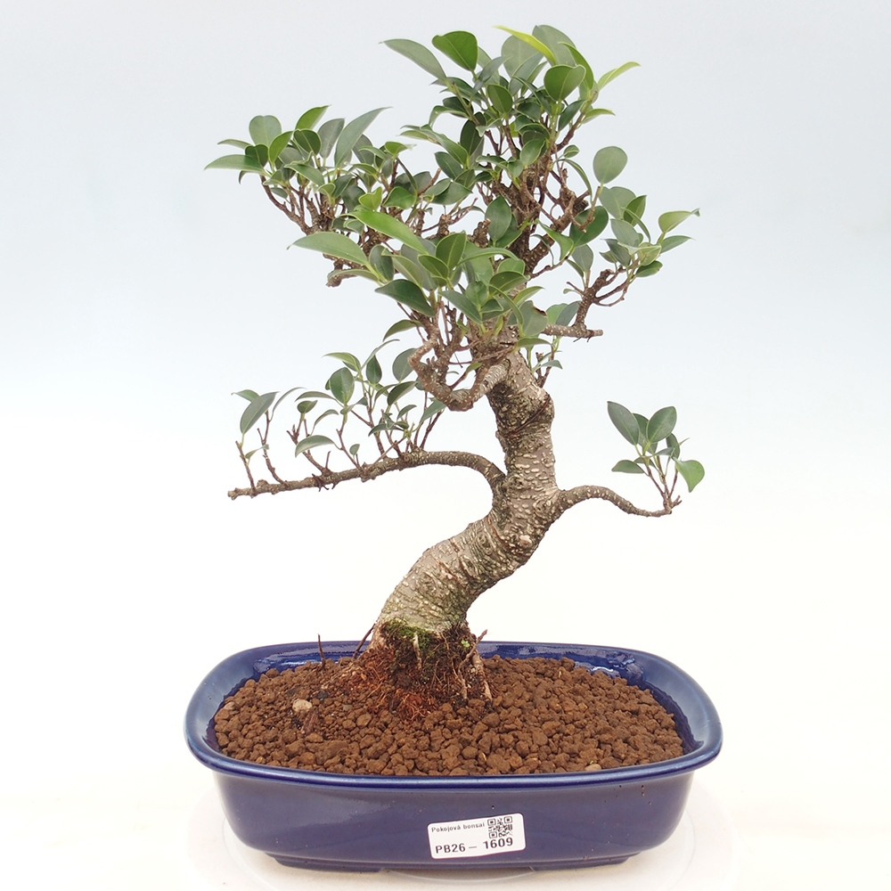 Room bonsai - Ficus kimmen - small-leaved ficus