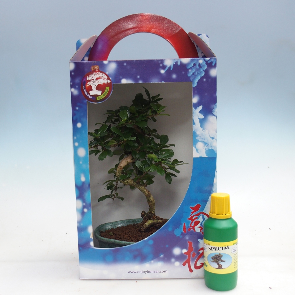 Room bonsai in gift box Carmona microphylla - Tea fuki