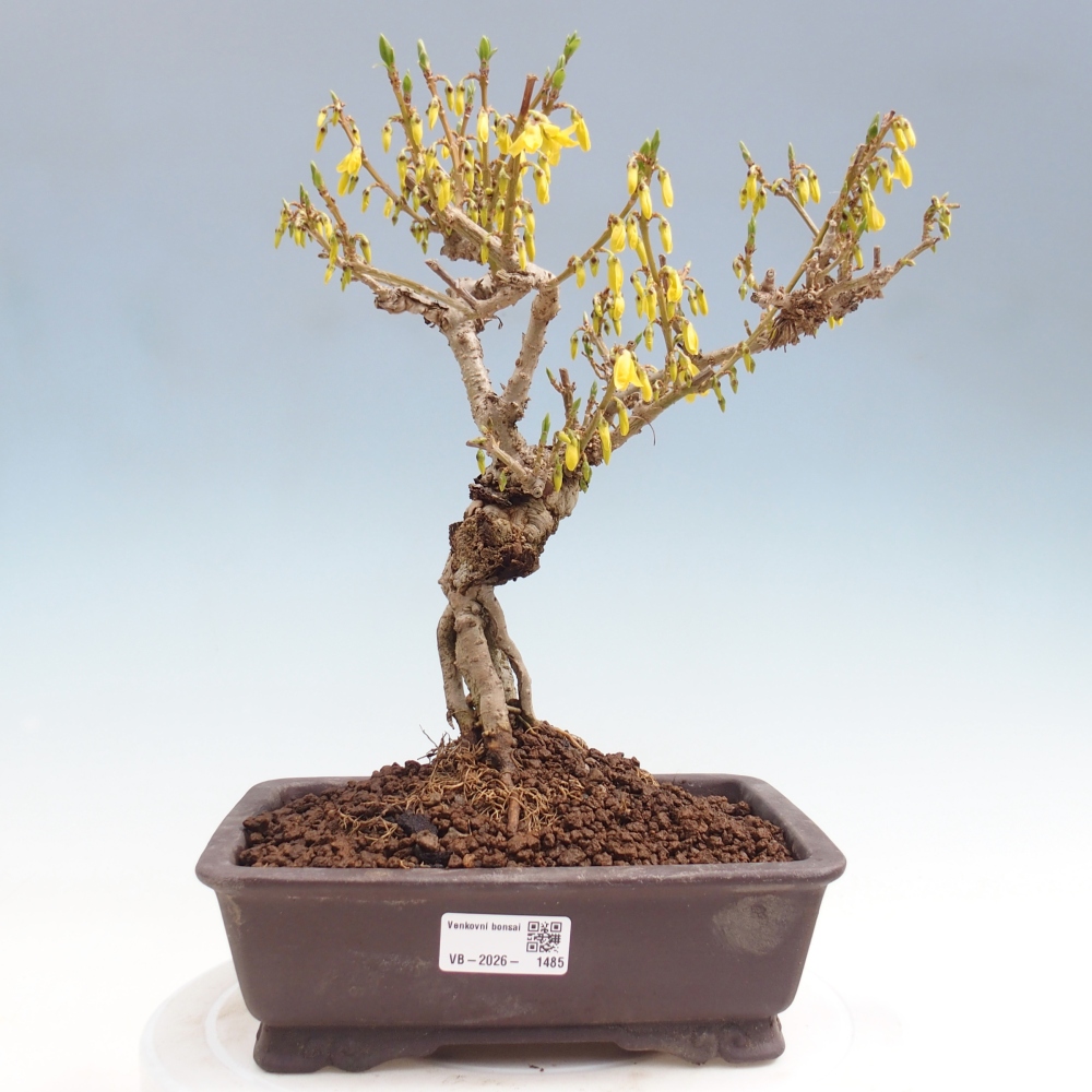 Outdoor bonsai - Zlatice - Forsythia koreana