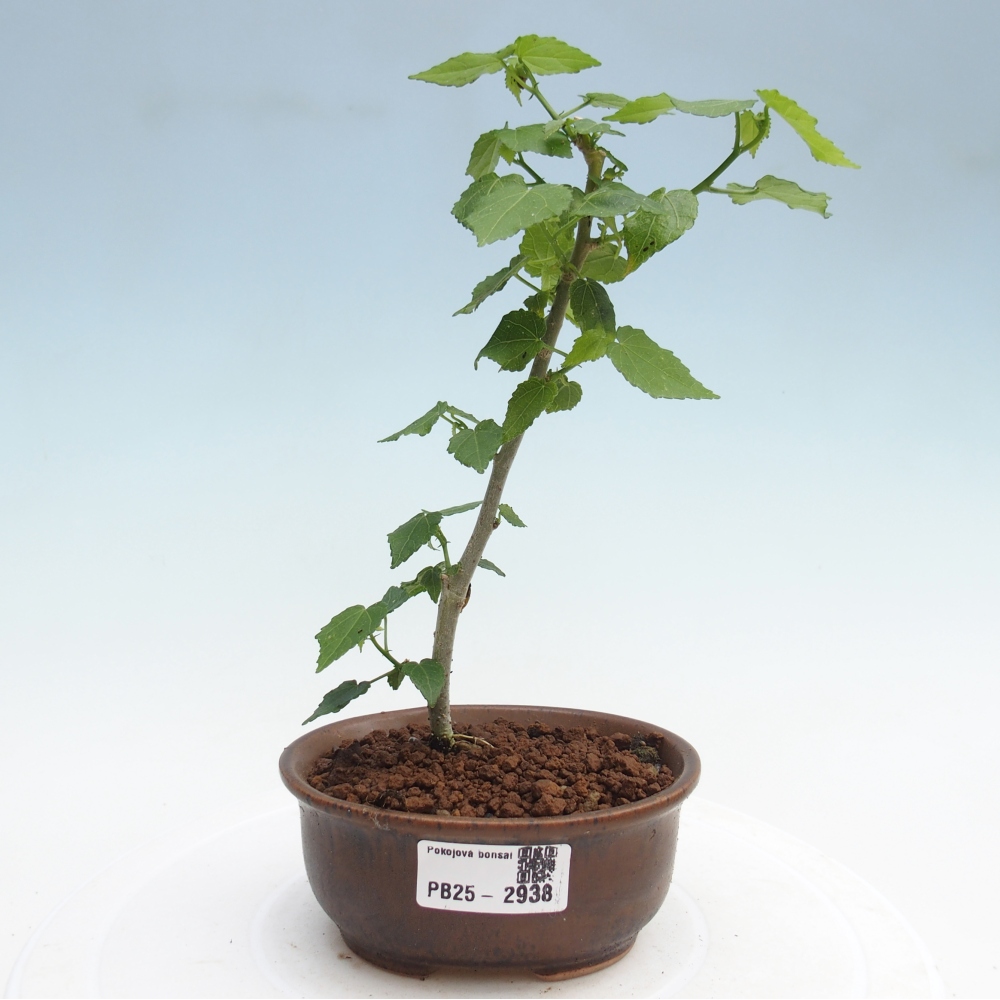 Indoor bonsai - Malvaviscus arboreus - woody hibiscus