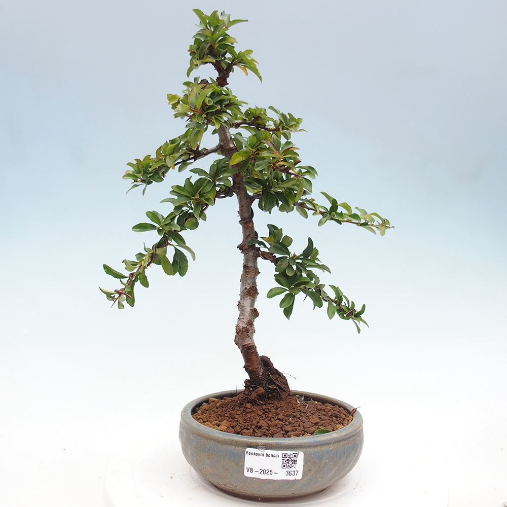 Outdoor bonsai-Pyracantha Teton -Hlox