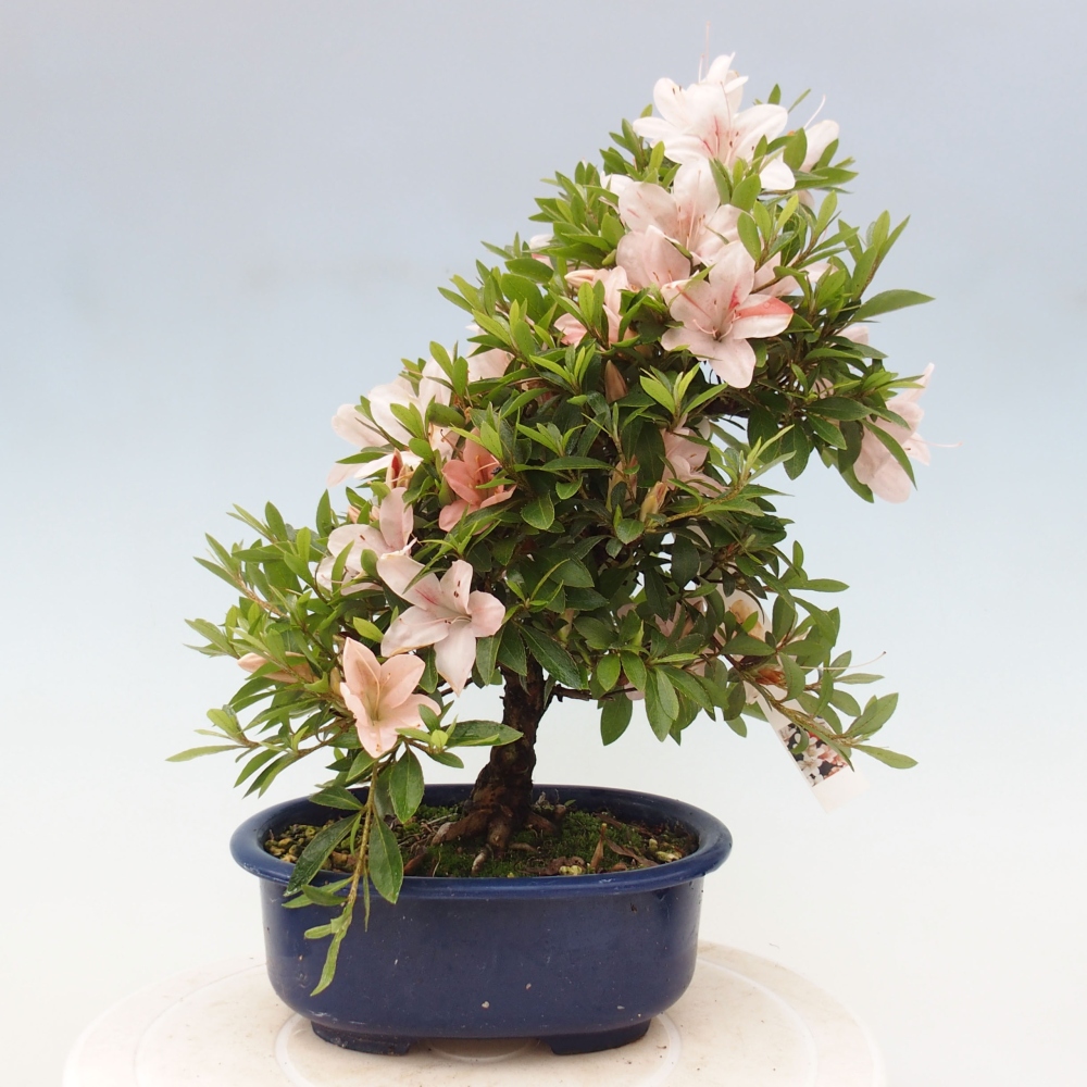 Outdoor bonsai - Japanese azalea - Azalea Nikko