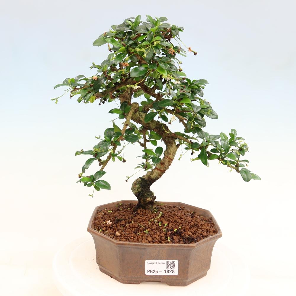 Room bonsai - Carmona macrophylla - Tea fuki