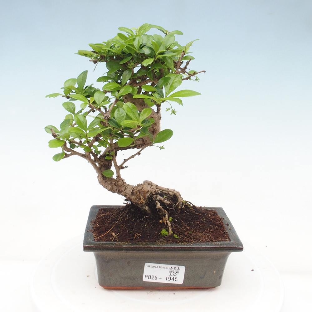Indoor bonsai - Carmona macrophylla - Fuki tea