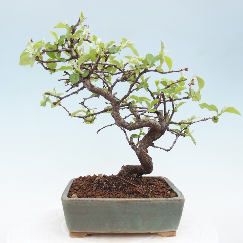 Outdoor bonsai - Chaneomeles chinensis