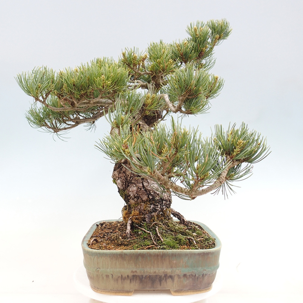 Outdoor bonsai - Pinus parviflora - Pinus parviflora