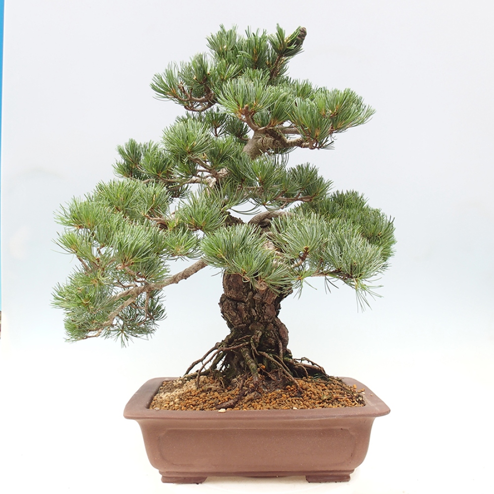Outdoor bonsai - Pinus parviflora - Pinus parviflora