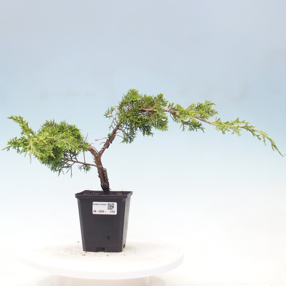Outdoor bonsai - Juniperus chinensis Itoigawa