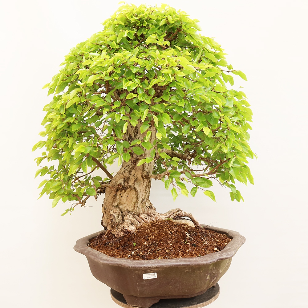Outdoor bonsai - Carpinus Coreana - Korean hornbeam