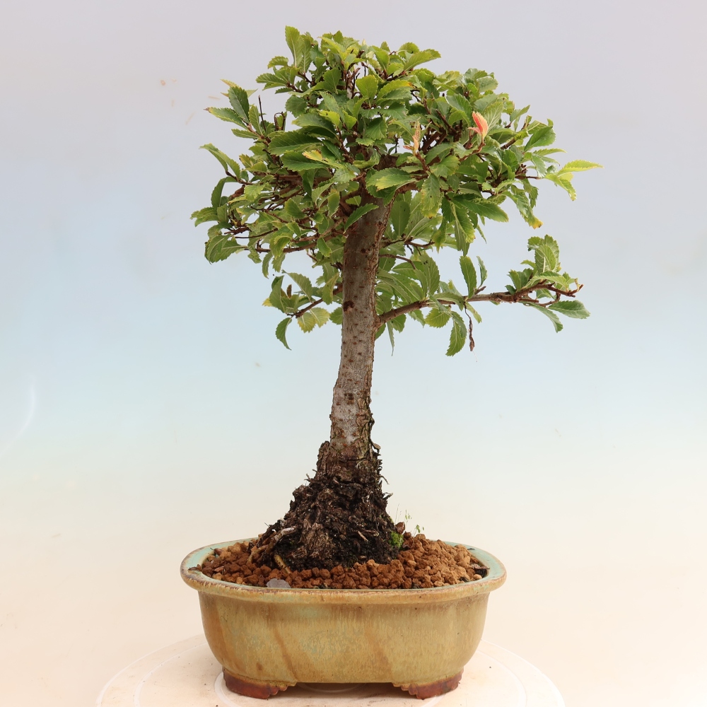 Outdoor bonsai - Zelkova - Zelkova NIRE
