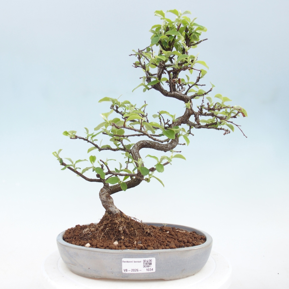 Outdoor bonsai - Chaneomeles chinensis