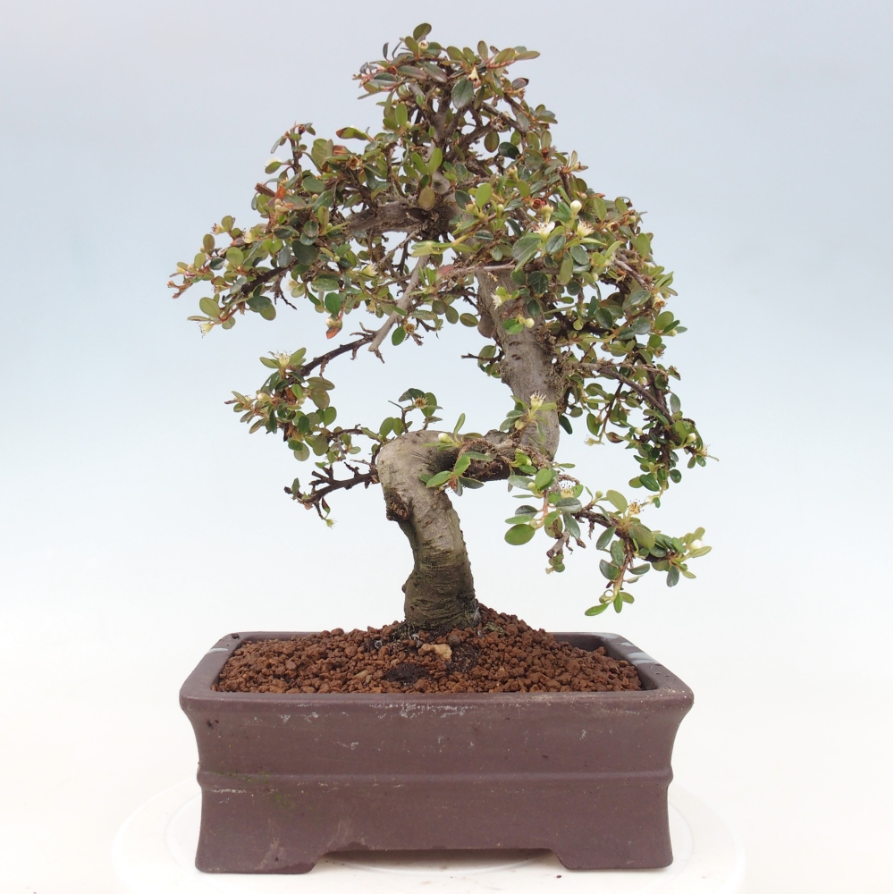 Outdoor bonsai-Cotoneaster dammeri - Damer's Rock