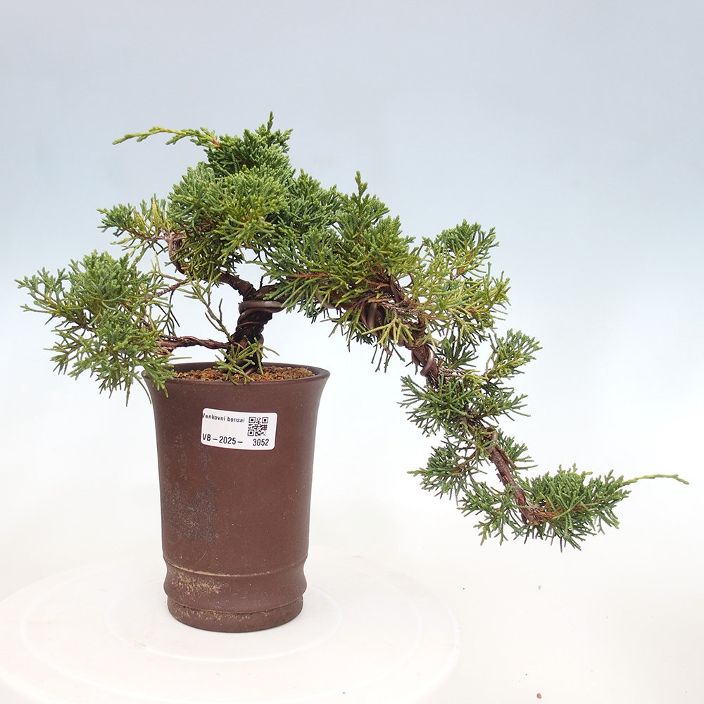 Outdoor bonsai - Juniperus chinensis Kishu - Chinese Juniper