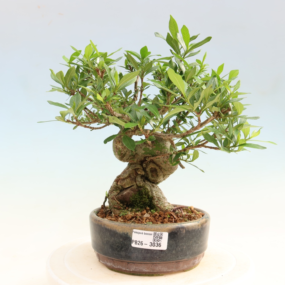 Indoor Bonsai - Gardenia jasminoides - Gardenia