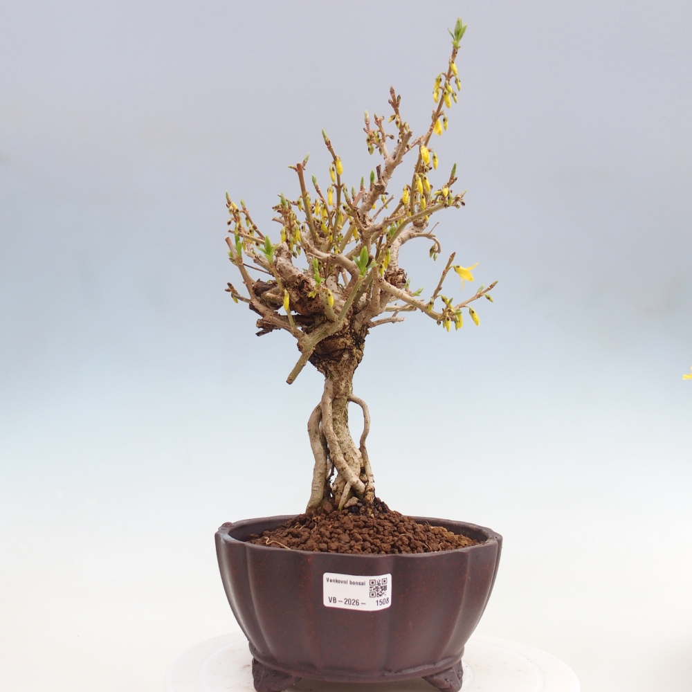 Outdoor bonsai - Zlatice - Forsythia koreana