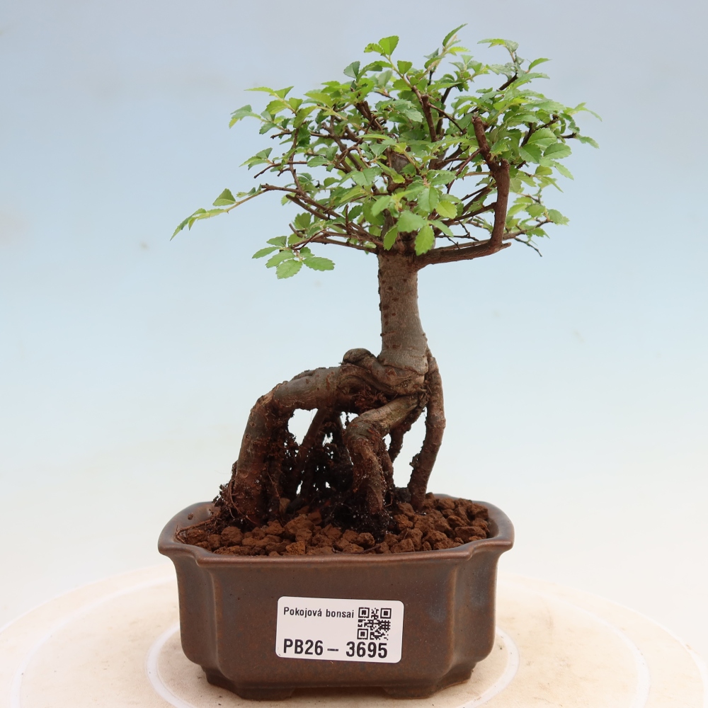 Room bonsai - Ulmus parvifolia - Small-leaved elm