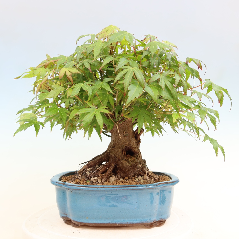 Outdoor bonsai - Maple Burger - Acer Burgerianum