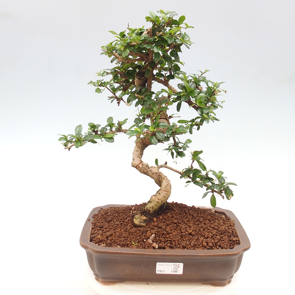 Room bonsai - Carmona macrophylla - Tea fuki