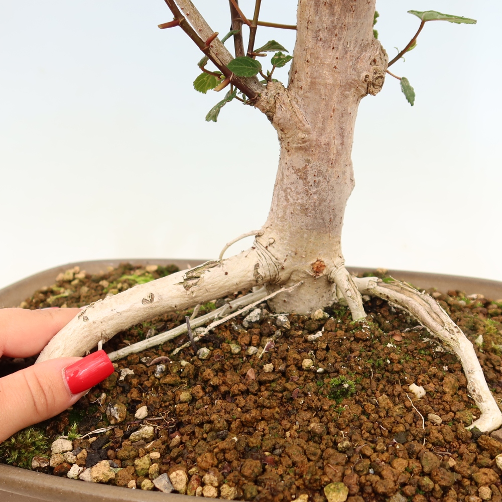 Indoor bonsai - Hibiscus tiliaceus - Sea Hibiscus