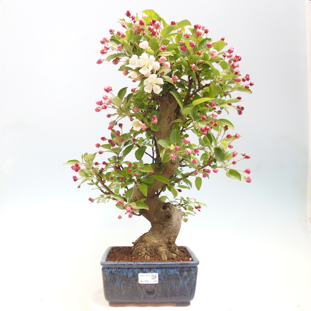 Outdoor bonsai -Malus halliana - Small-fruited apple tree