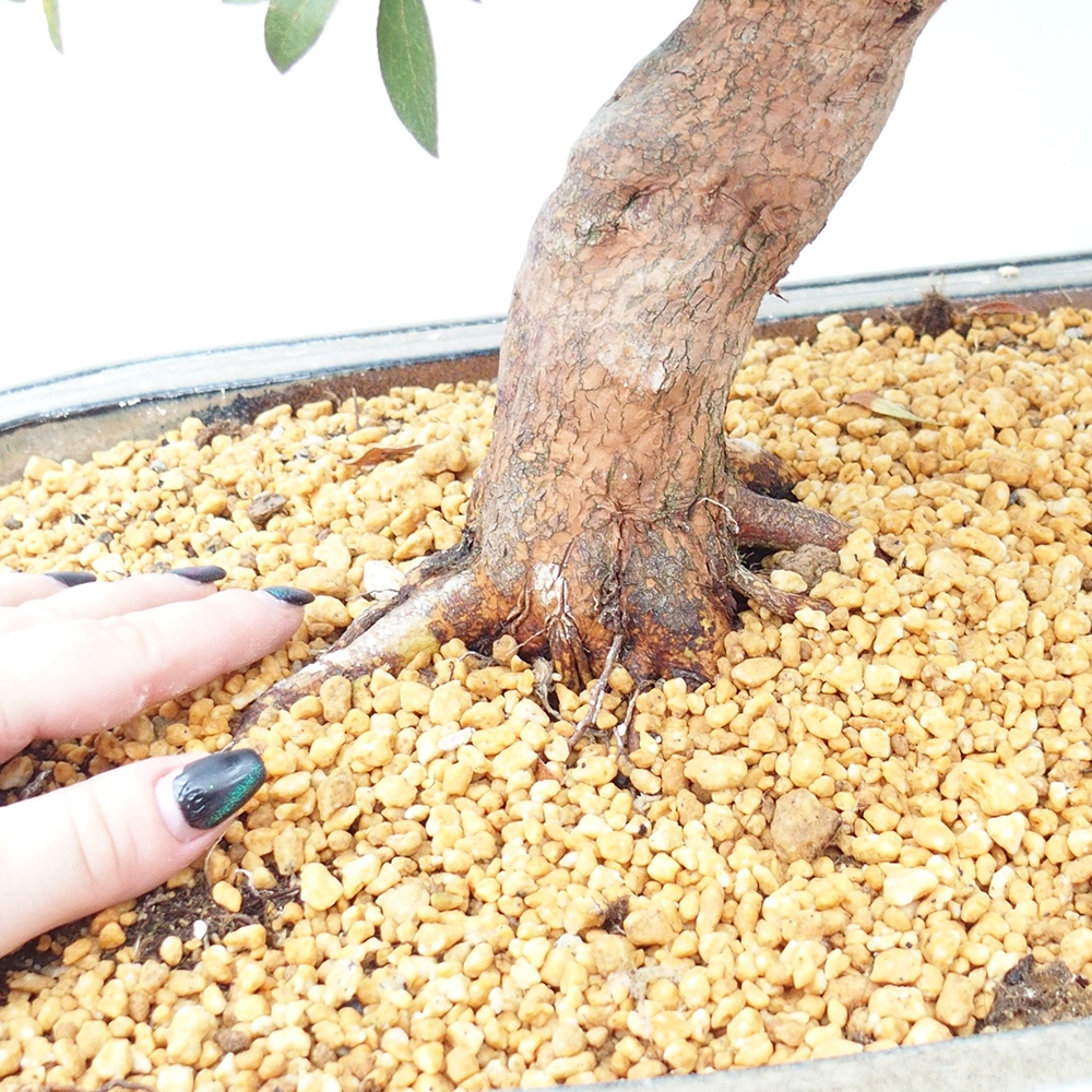 Outdoor bonsai - Japanese Azalea - Azalea Haruurara