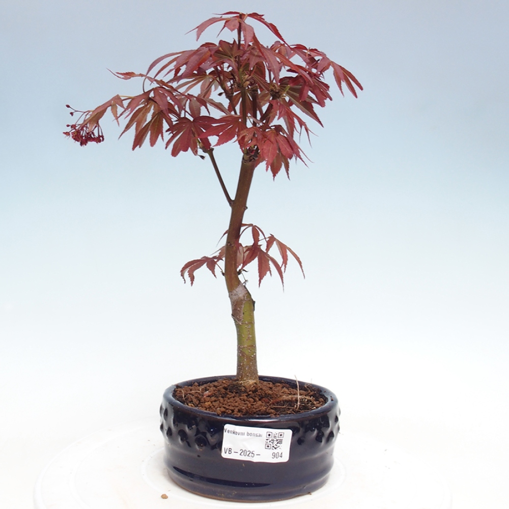 Outdoor bonsai - Acer palm. Atropurpureum-Palmleaf Maple