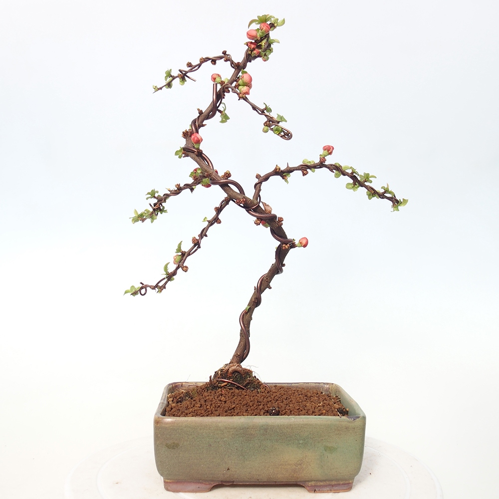 Outdoor bonsai - Chaneomeles s. Red Joy - Quince