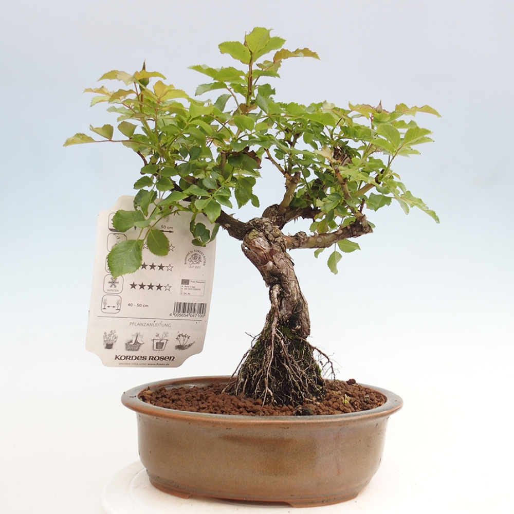 Outdoor bonsai - Rosa Kordes -  rose