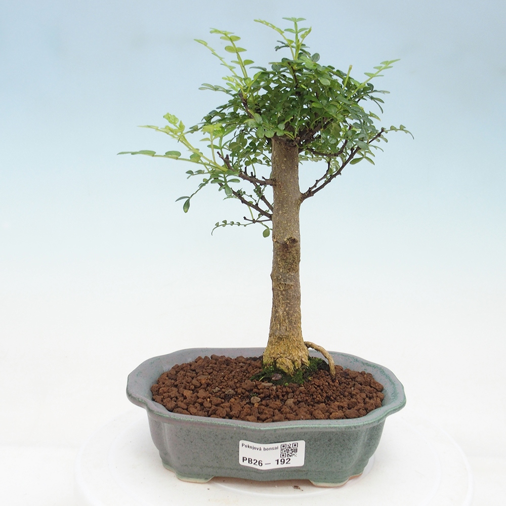 Room bonsai - Zantoxylum piperitum - pepper tree