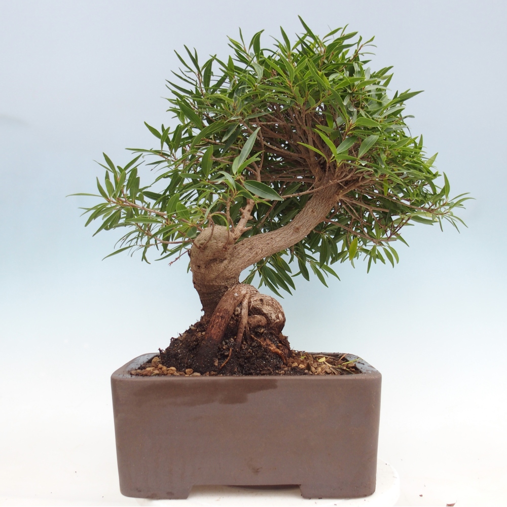 Room bonsai - Ficus nerifolia - small-leaved ficus