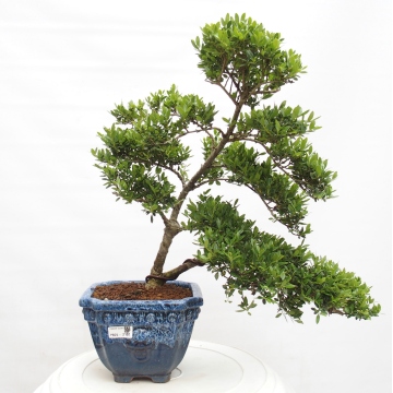 Indoor bonsai - Ilex crenata - Holly - e-bonsai.com