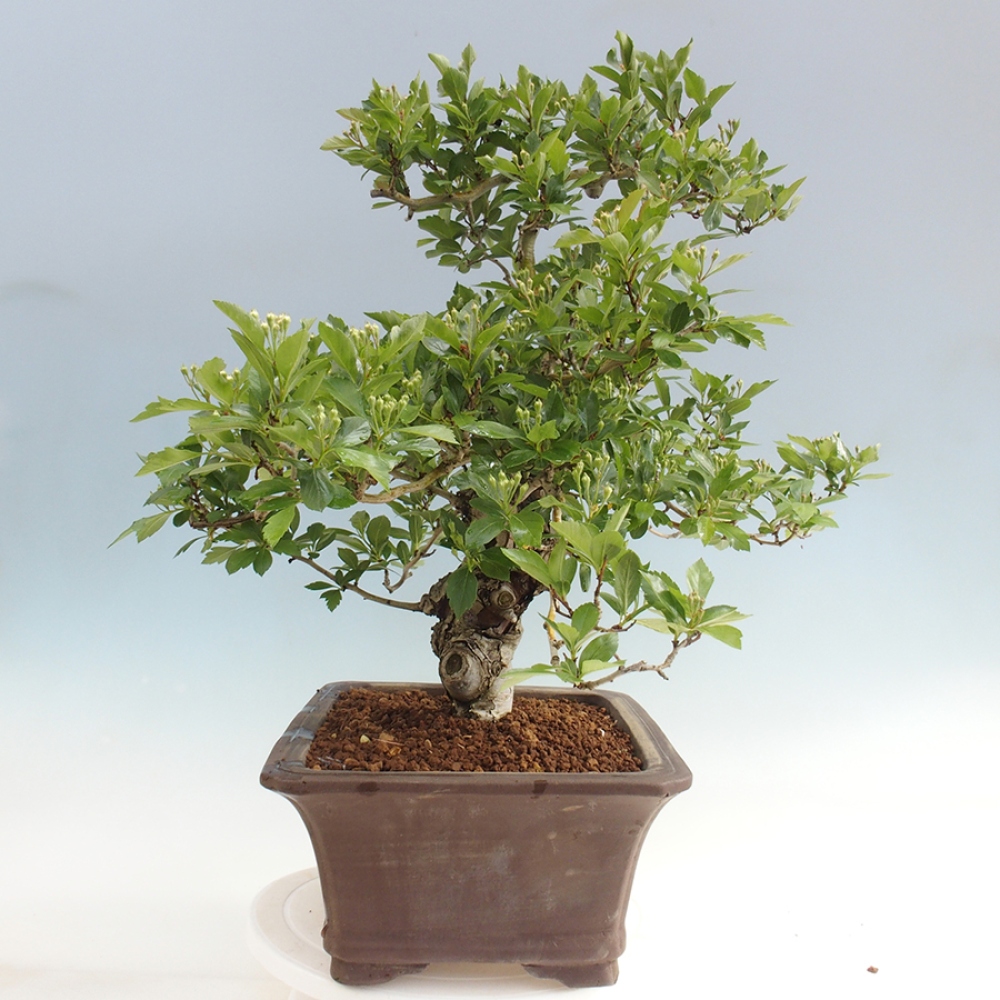 Outdoor bonsai - Hawthorn - Crataegus cuneata
