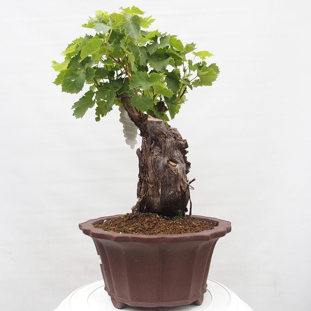 Outdoor bonsai - Vitis vinnifera MUSKAT ITALIA  - Grapevine