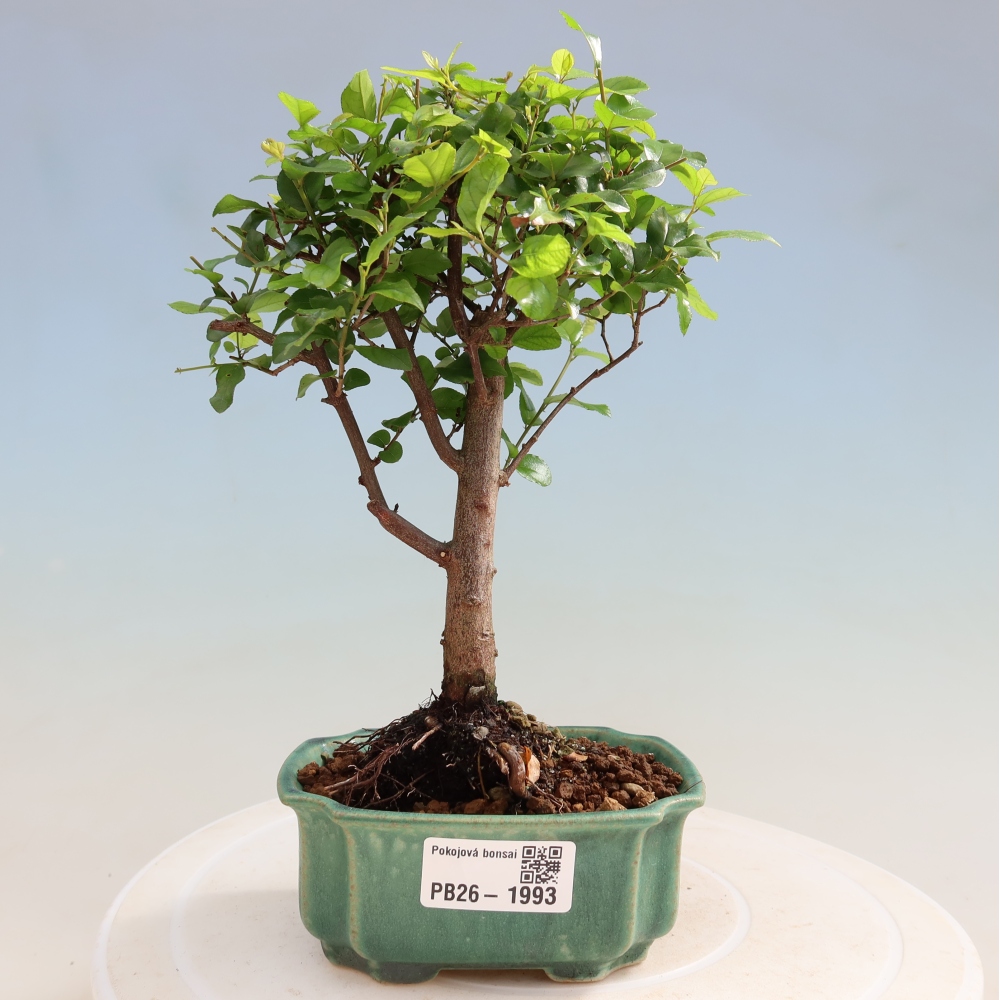 Room bonsai - Sageretia thea - Sageretia thea