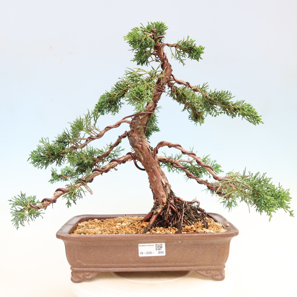 Outdoor bonsai - Juniperus chinensis Kishu