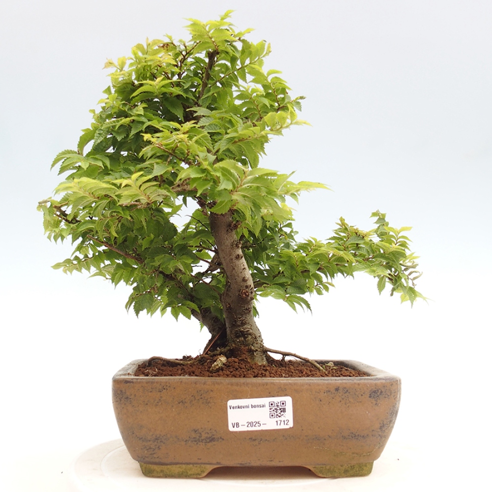 Outdoor bonsai - Ulmus parvifolia  - Small-leaved elm