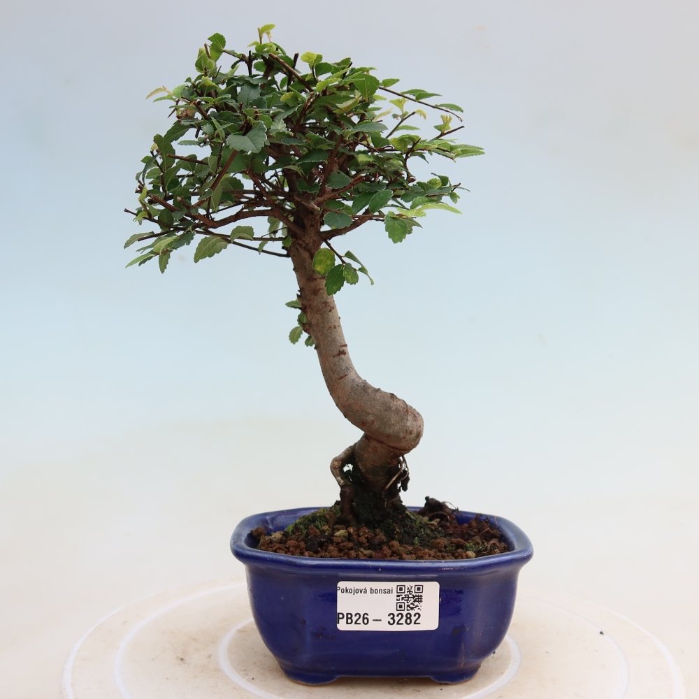 Room bonsai - Ulmus parvifolia - Small-leaved elm