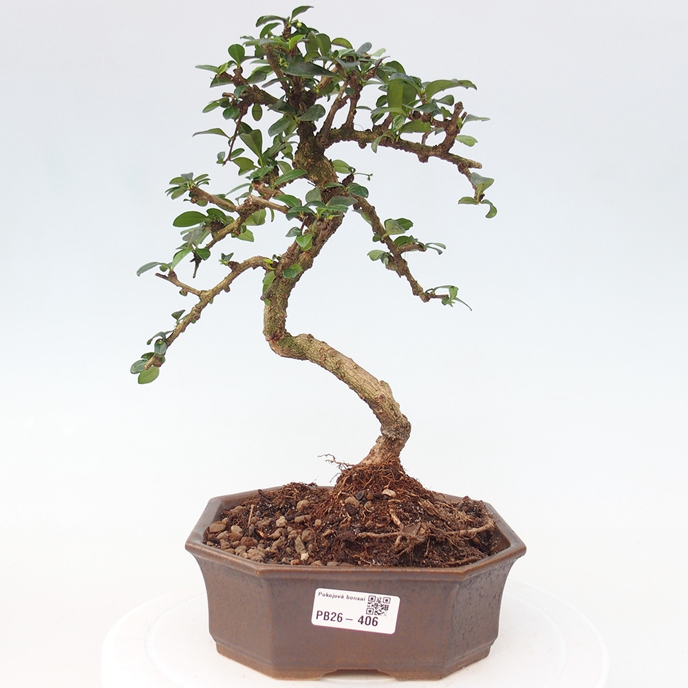 Room bonsai - Carmona macrophylla - Tea fuki