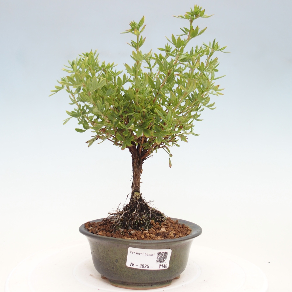 Outdoor bonsai-Cinquefoil - Potentila fruticosa yellow Bird