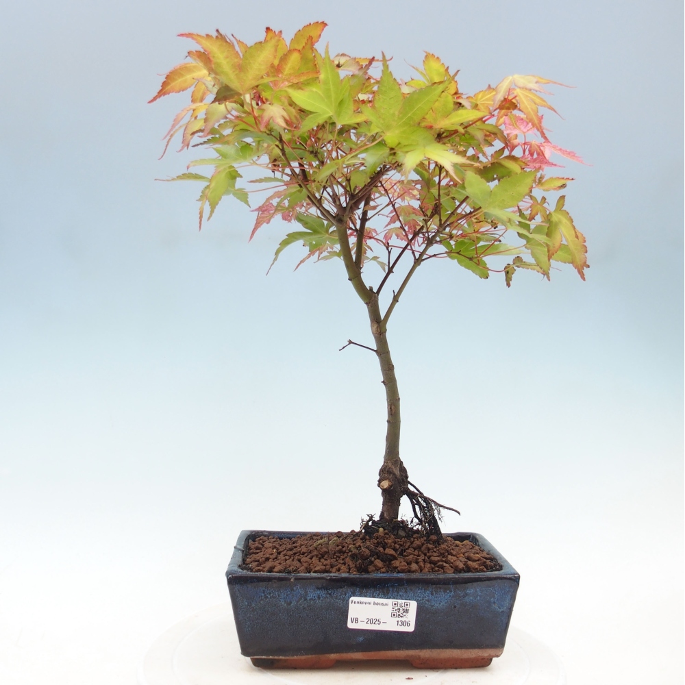 Maple - Acer palmatum Beni Tsukasa