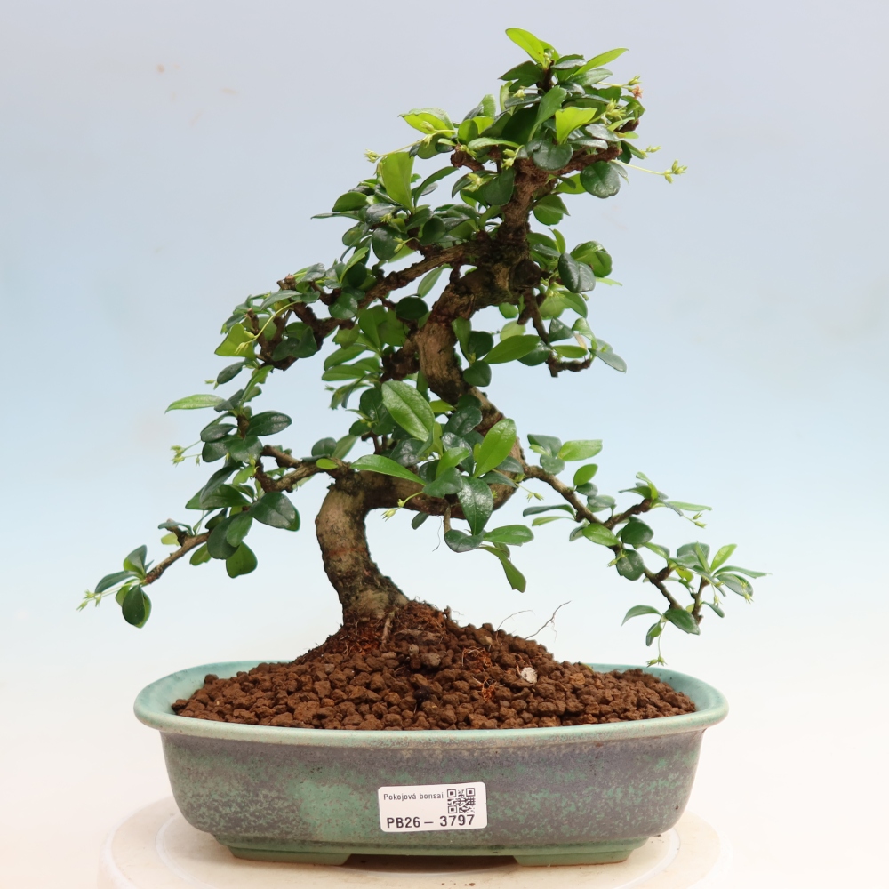 Room bonsai - Carmona macrophylla - Tea fuki