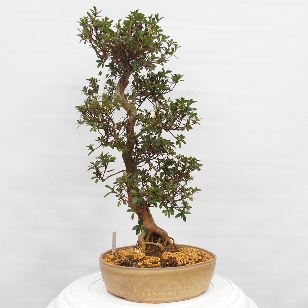Outdoor bonsai - Japanese Azalea - Azalea Hanatsuzuri