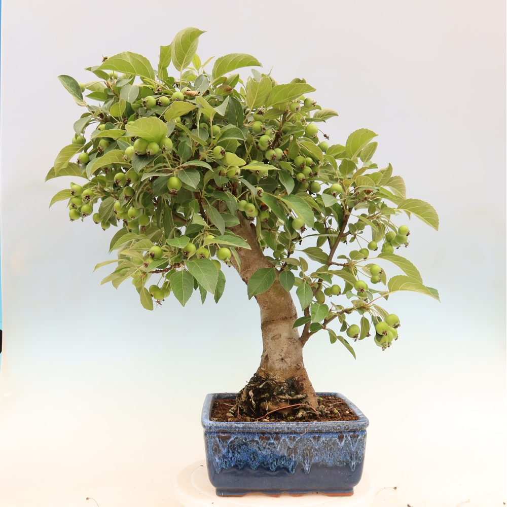 Outdoor bonsai -Malus halliana - Small-fruited apple tree